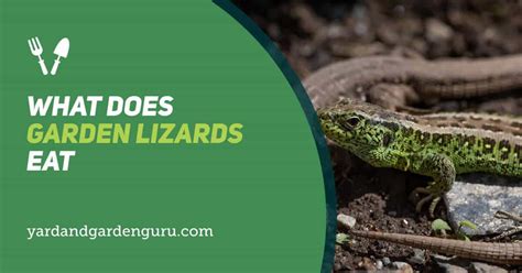 What Does Garden Lizards Eat