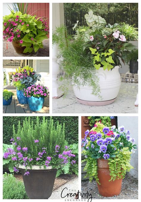 Container Garden Pots All Information About Healthy Recipes And