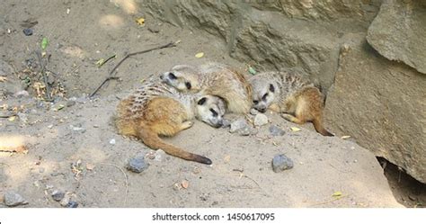 629 Meerkat Sleep Images Stock Photos And Vectors Shutterstock