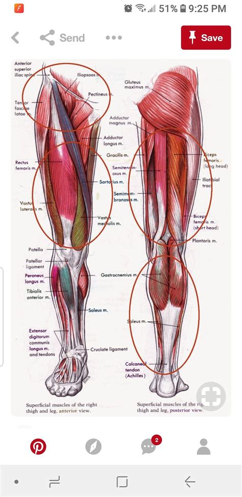 Most skeletal muscles exert much larger forces within the body than the limbs apply to the outside world. Pin by Megan Walley on Medical-Muscles | Leg muscles ...