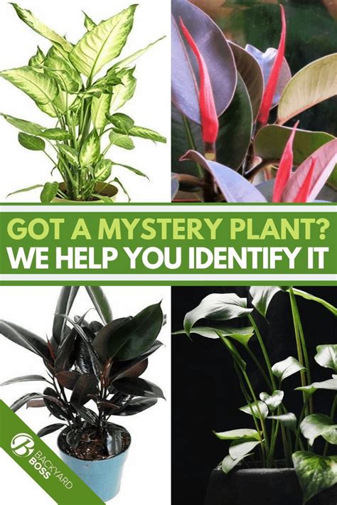 How To Identify House Plants
