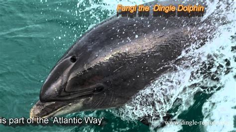 Fungi The Dingle Dolphin Is Part Of The Atlantic Way Youtube