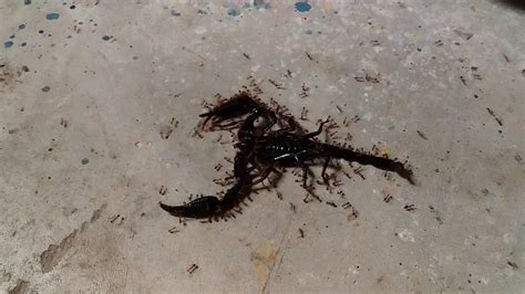 Scorpion Vs Ant Kalajengking Vs Semut Youtube