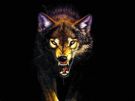 Wolf Angry Wallpapers Wolf Wallpaperspro