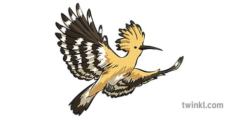 Hoopoe Ptica životinja Leteće Krila Priča Rumunija Pupaza Din Tei