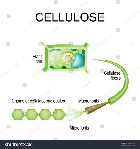 Cellulose Plant Cell Structure Cellulose Fibers Stock Illustration