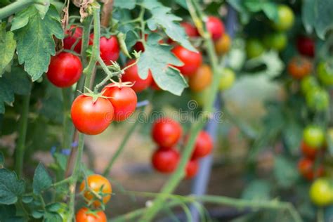 Tomatoes In Garden Vegetable Gardening Stock Image Image Of Fresh