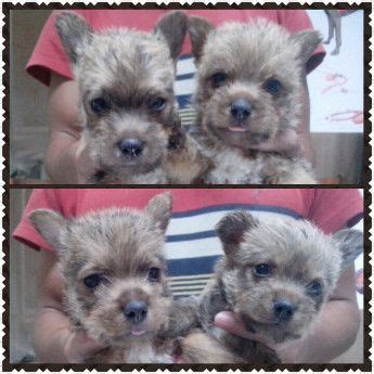 Gorgeous pure mini yorkshire terrier puppies with pedigree certificate. Norwich Terrier Pup For Sale  Dogs  Metro Manila ...
