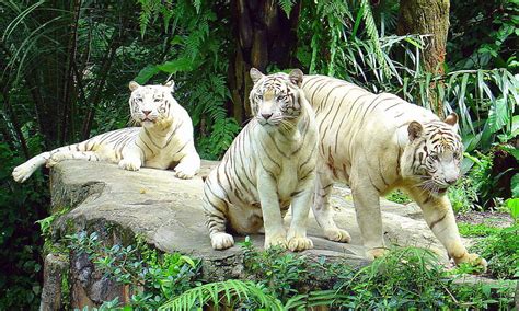 The Truth About White Tigers Stories Wwf