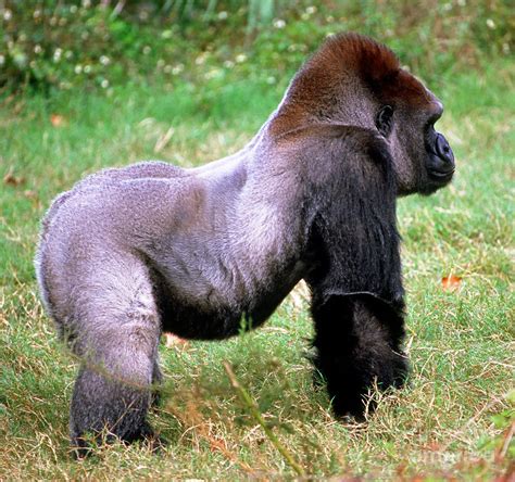 Western Lowland Gorilla Photograph By Millard H Sharp Fine Art America