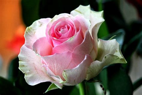 Rose Pink Blossom · Free Photo On Pixabay