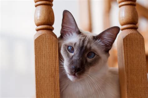 What Is A Balinese Cat All To Do With Cats