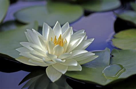 Water Lily Water Swamp Leaves Surface Wallpaper Coolwallpapersme