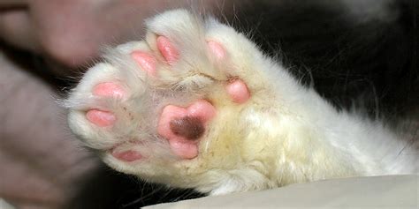 Polydactyl Cats Cats With Extra Toes International Cat Care