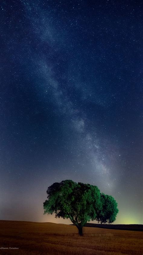 Tree Starry Sky Field Wallpaper 1080x1920