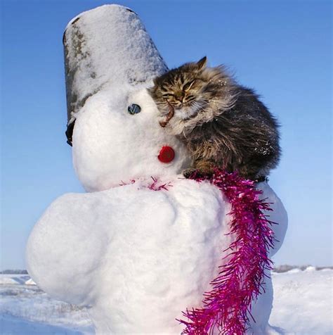 Cat And Snowman Funny Pictures Pinterest Happy