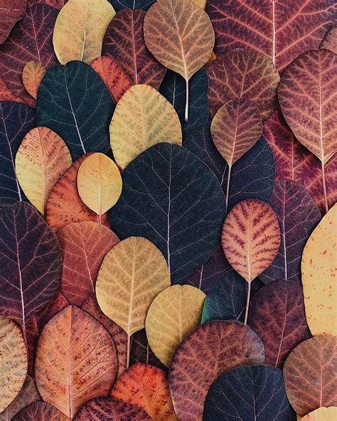 Amazing Leaves 🍂 дивовижне листя Painting Abstract Art