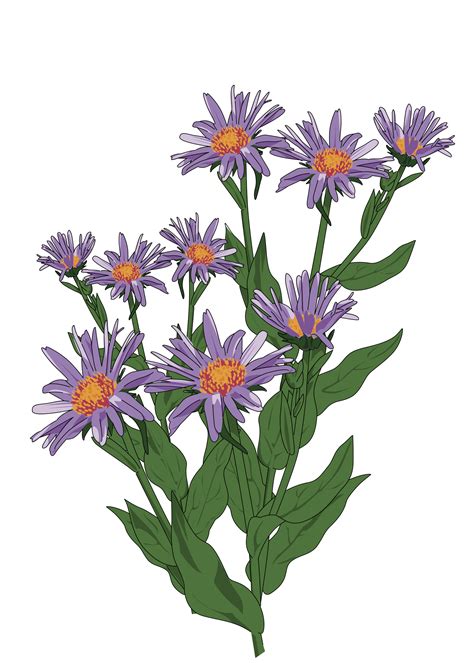 Aster clipart - Clipground