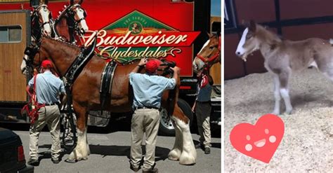 Budweiser Shows Off The First Baby Clydesdale Of 2019