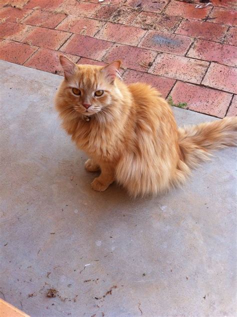 very fluffy ginger cat thecatsite