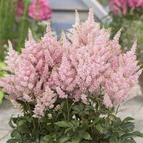 Plant perennials for part shade in a garden with a mix of sunlight. Salmon Astilbe Light: Shade - Partial shade Height: 1.5 ft ...