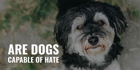 Do Dogs Hate Other Dogs