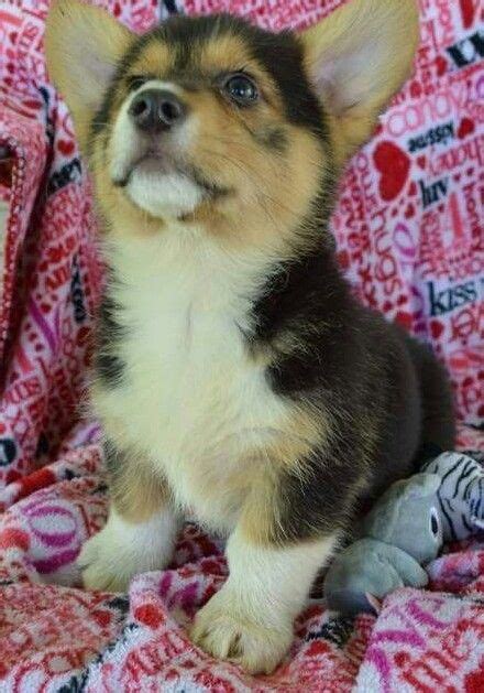 Join millions of people using oodle to find puppies for adoption, dog and puppy. Pembroke Welsh Corgi Puppies For Sale | Clayton, NC #245214