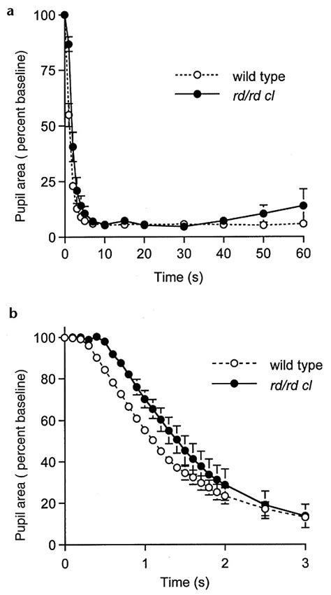 Pupillary Light Reflexes In Wild Type And Rdrd Cl Micechanges In