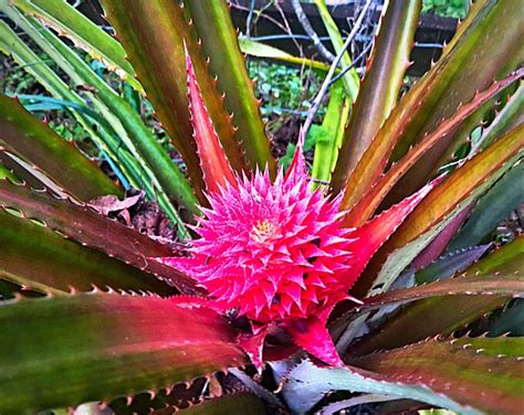 Hawaiian Red Pineapple Plant Bromeliad Ananas Bracteatus Etsy