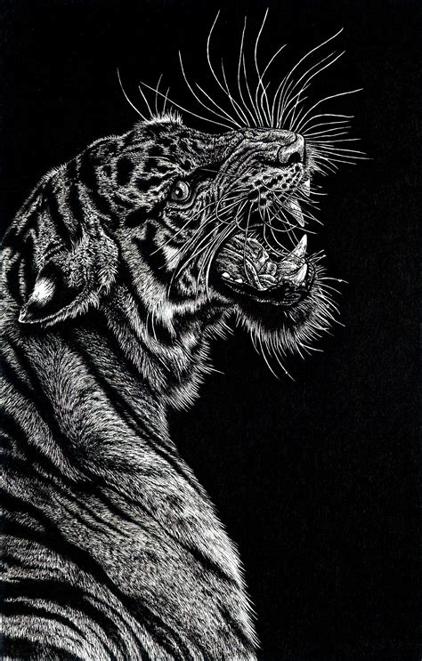 Tiger Pen Drawing At Explore Collection Of Tiger
