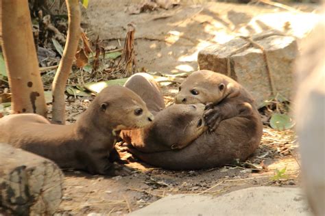 Giant Otters August 2020 Zoochat