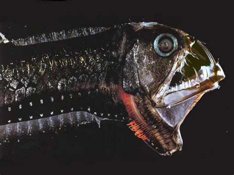 A Rare Deep Sea Predator Viperfish I Like To Waste My Time