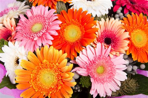 Freie kommerzielle nutzung keine namensnennung top qualität. Blumen für den Muttertag: Die 5 Schönsten für Ihre Mama ...