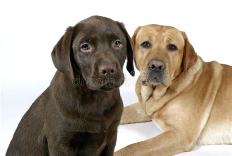 Two Labradors Retriever Stock Image Image Of Domestic 7640645