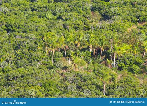 Coconut Palms And Other Vegetation Along The Slopes Of A Tropical