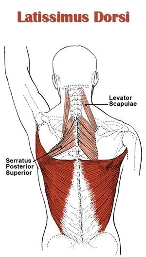 Back Anatomy Muscle Anatomy Body Anatomy Anatomy