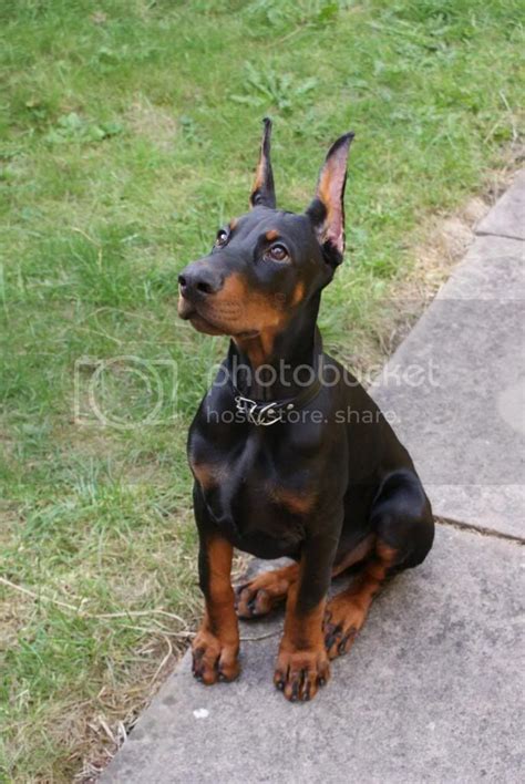 Lump Either Side Of Puppies Face Doberman Forum Doberman Breed Dog