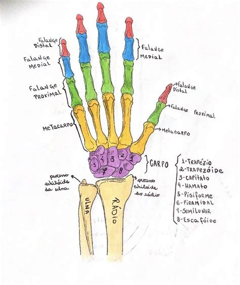 Anatomia Ossos Da Mão Resumo Anatomia Anatomia Dos Ossos Como