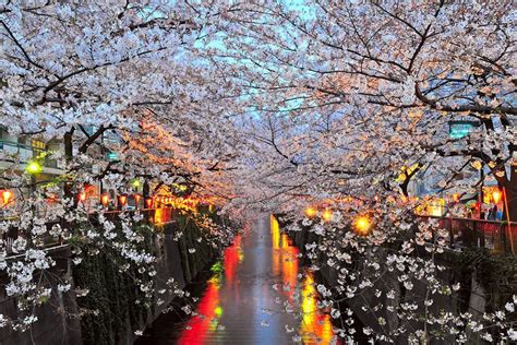 Everything To Know About Japans Cherry Blossom Festivals Cherry