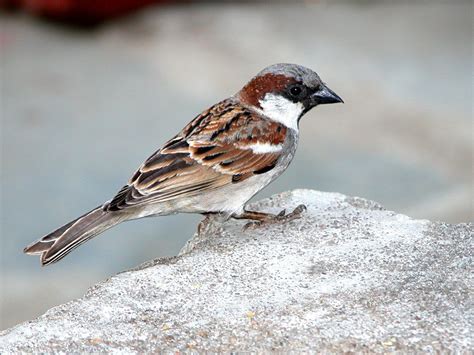 House Sparrow | Sparrow pictures, Sparrow, House sparrow