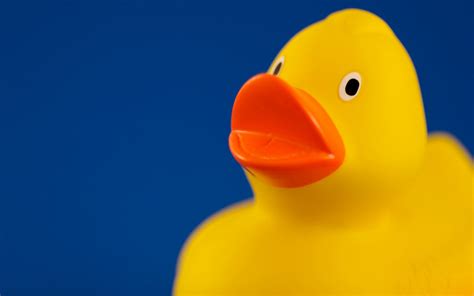 Duck Wallpapers Photos And Desktop Backgrounds Up To 8k 7680x4320