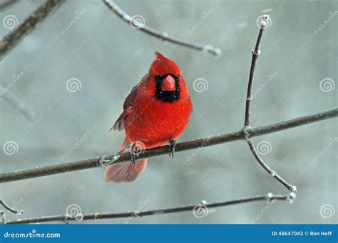 A Male Northern Cardinal In Winter Stock Photo Image 48647043