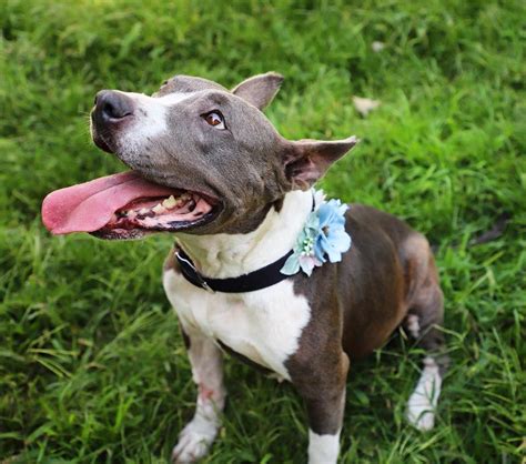 Pit Bull Adoption Minnesota