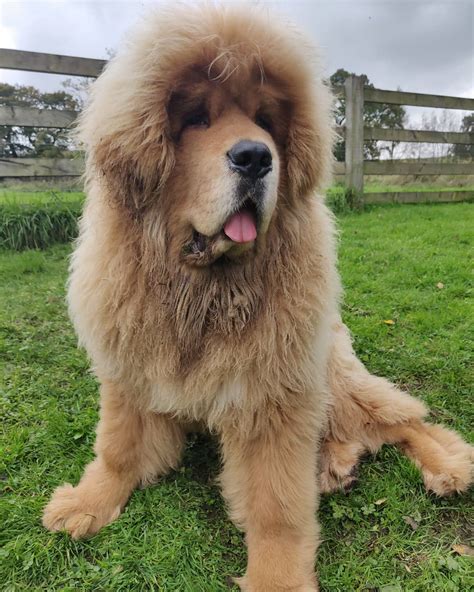 Tibetan Mastiff