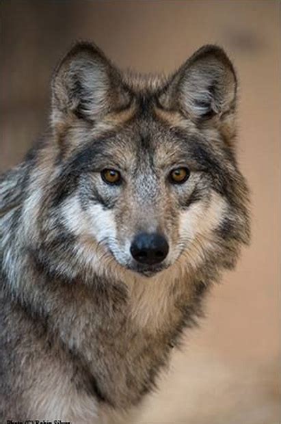 It's the third single selena's released in 2017, following her 2015 album revival. ERIPE LUPUS: MEXICAN GRAY WOLVES