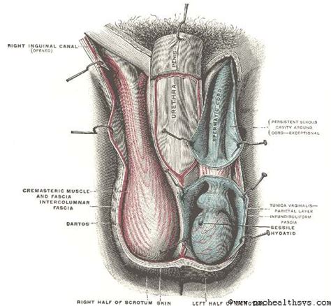 The Testes And Their Coverings Prohealthsys