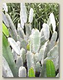 However, fishbone cactus is unique due to its need for moisture—it originates from the rainforest, and needs to be kept moist, particularly during spring and summer. The new blue dragon fruit! | Dragon fruit plant, Fruit ...