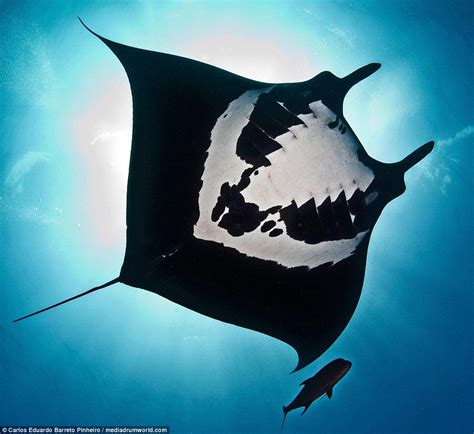 Underwater Photographer Captures Incredible Images Of A Rare Manta Ray