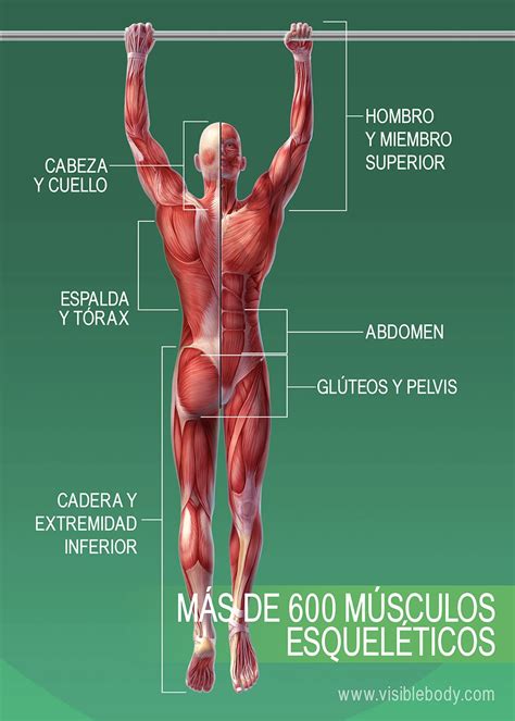 Rese A General Sobre Los M Sculos Aprenda Anatom A Muscular
