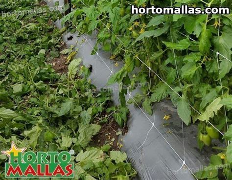 Tomato Twine03 Hortomallas™ Supporting Your Crops®